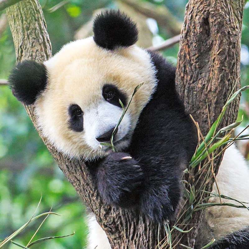 Ravensburger Παζλ 3x49 τεμ. Ζώα (Πάντα, τίγρης, λιοντάρι)