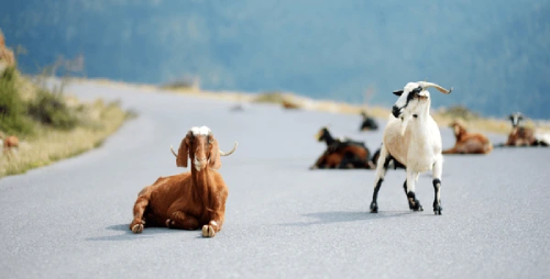 goats-in-crete