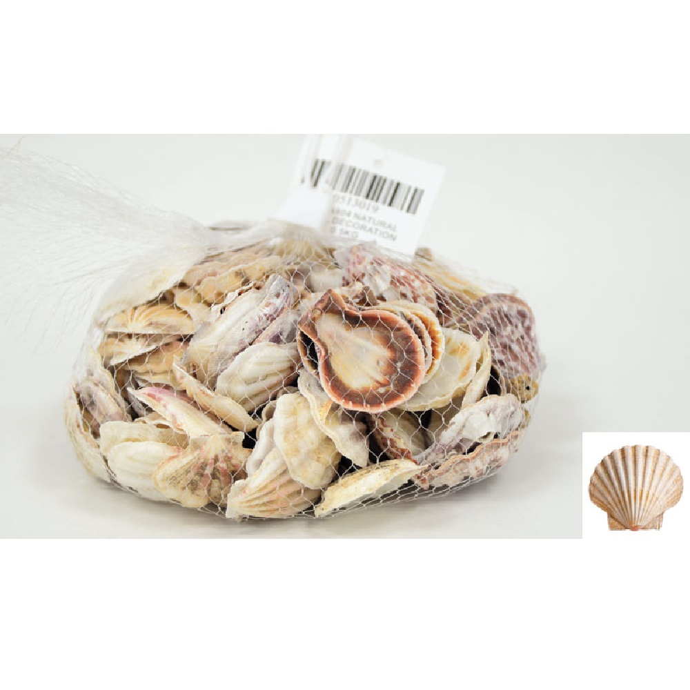 Decorative shells 0.5kg - 16865