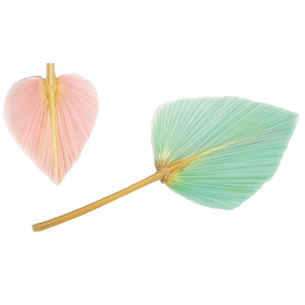 Dried palm leaf with color 30cm