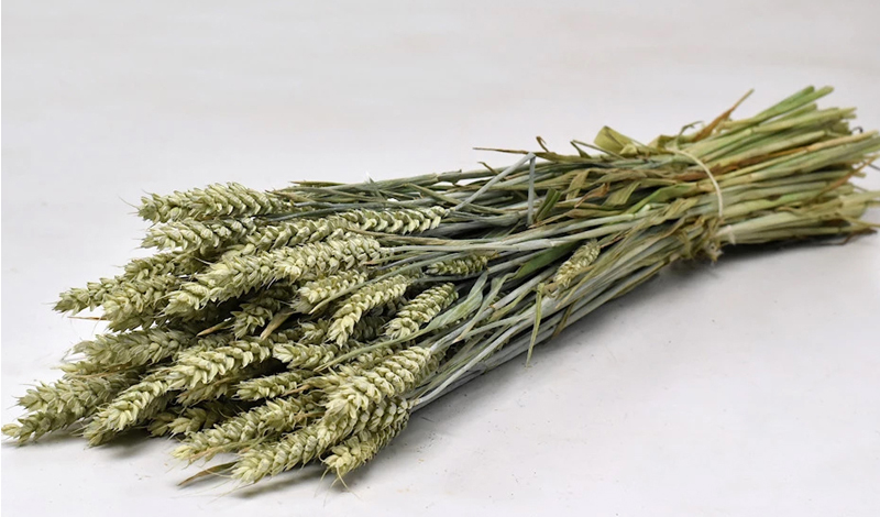 TRITICUM φυσικό 70cm 45 τεμάχια - 16785