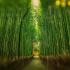 Bamboo Grove, candle scent, 1Lt - 1