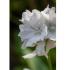 Άρωμα White musk 30ml - 2