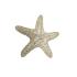 Αστερίας Πέτρινος,Διακοσμητικός,22,5Χ5εκ. 95-01284 - 0