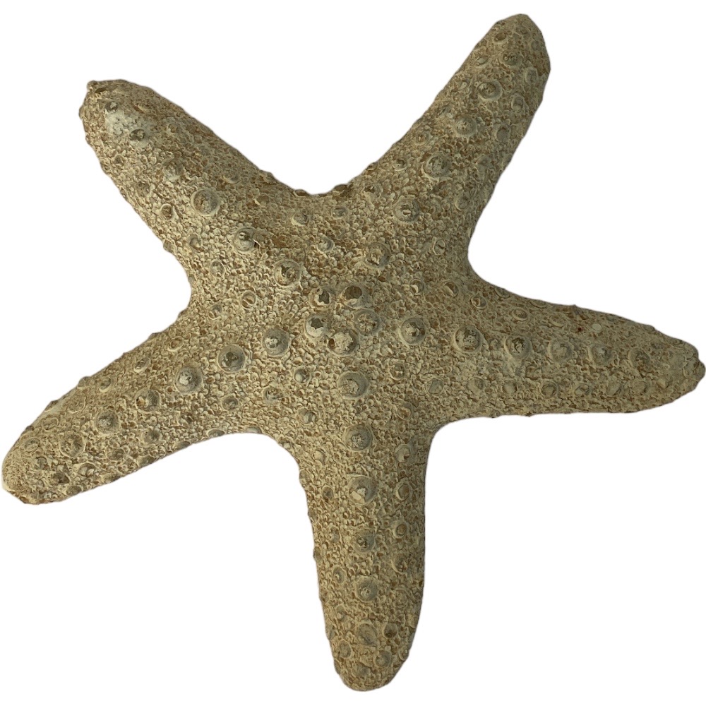 Αστερίας Πέτρινος,Διακοσμητικός,22,5Χ5εκ. 95-01284