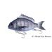 03 Black Sea Bream