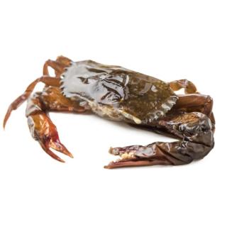 Soft Shell Crab 55g/pcs Frozen 1kg SEAFOOD MARKET