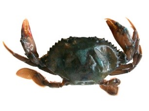 Soft Shel Crab 1kg (70g/Crab) SEAFOOD MARKET