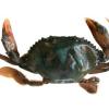 Soft Shel Crab 1kg (70g/Crab) SEAFOOD MARKET