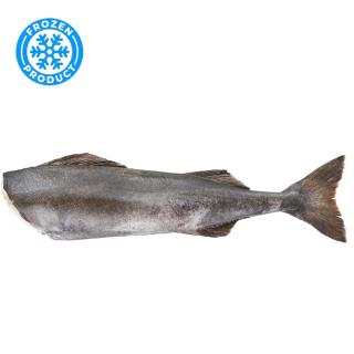 Black Cod Headed & Gutted Frozen 5/7 22,7kg