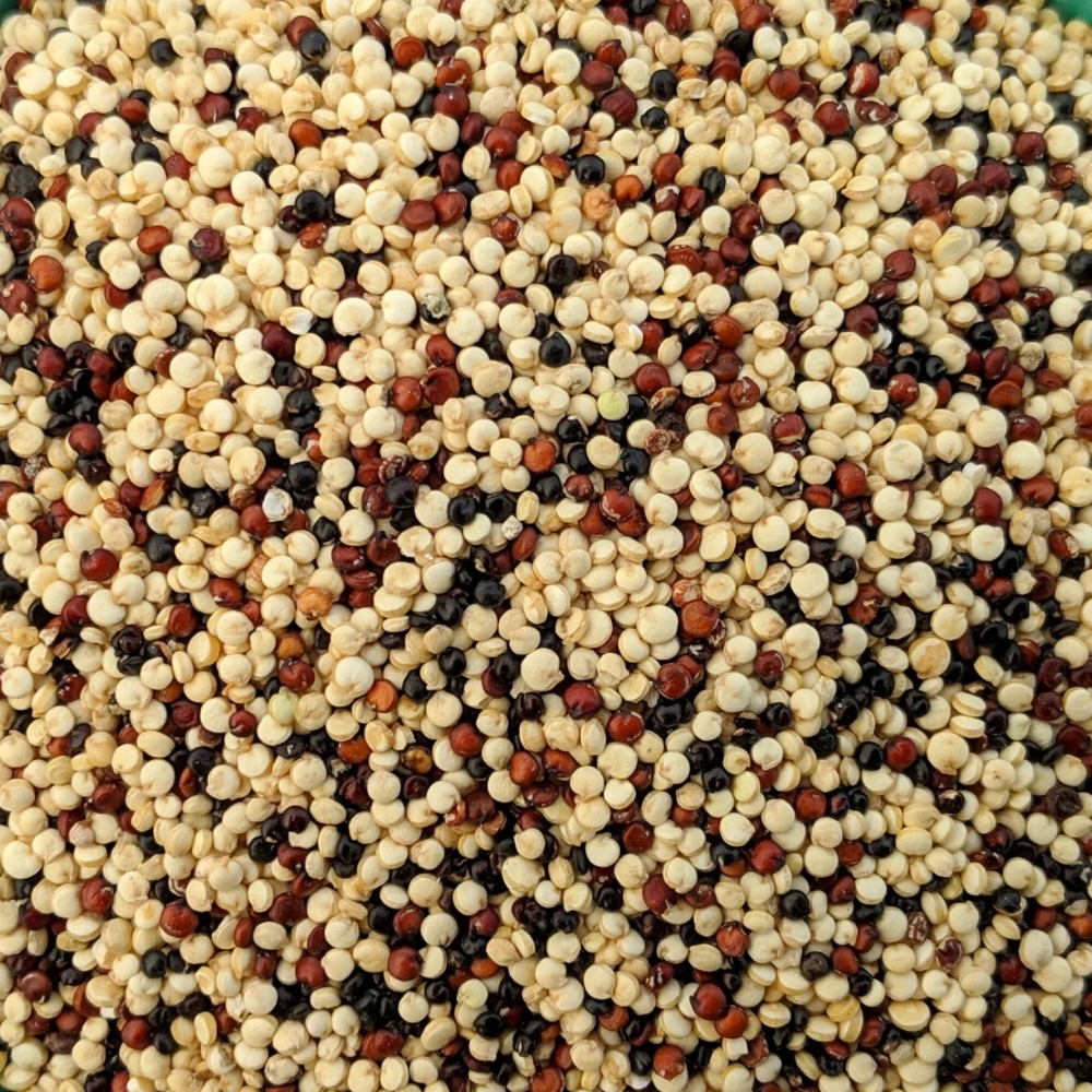 Quinoa Tricolor 500g MIKUNA